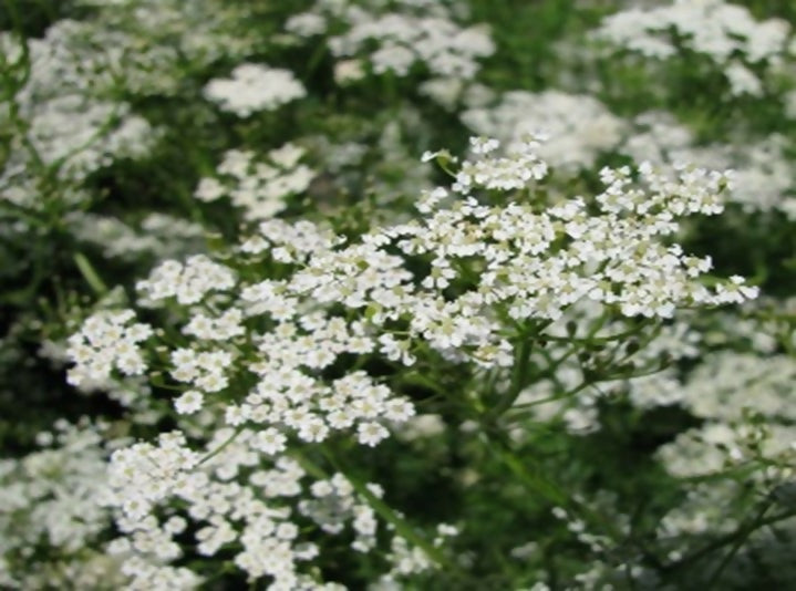 Kreuzkümmel (Hildegard von Bingen)