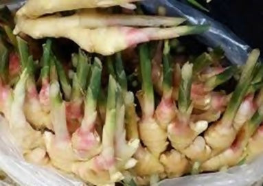 Galgant (Hildegard von Bingen)