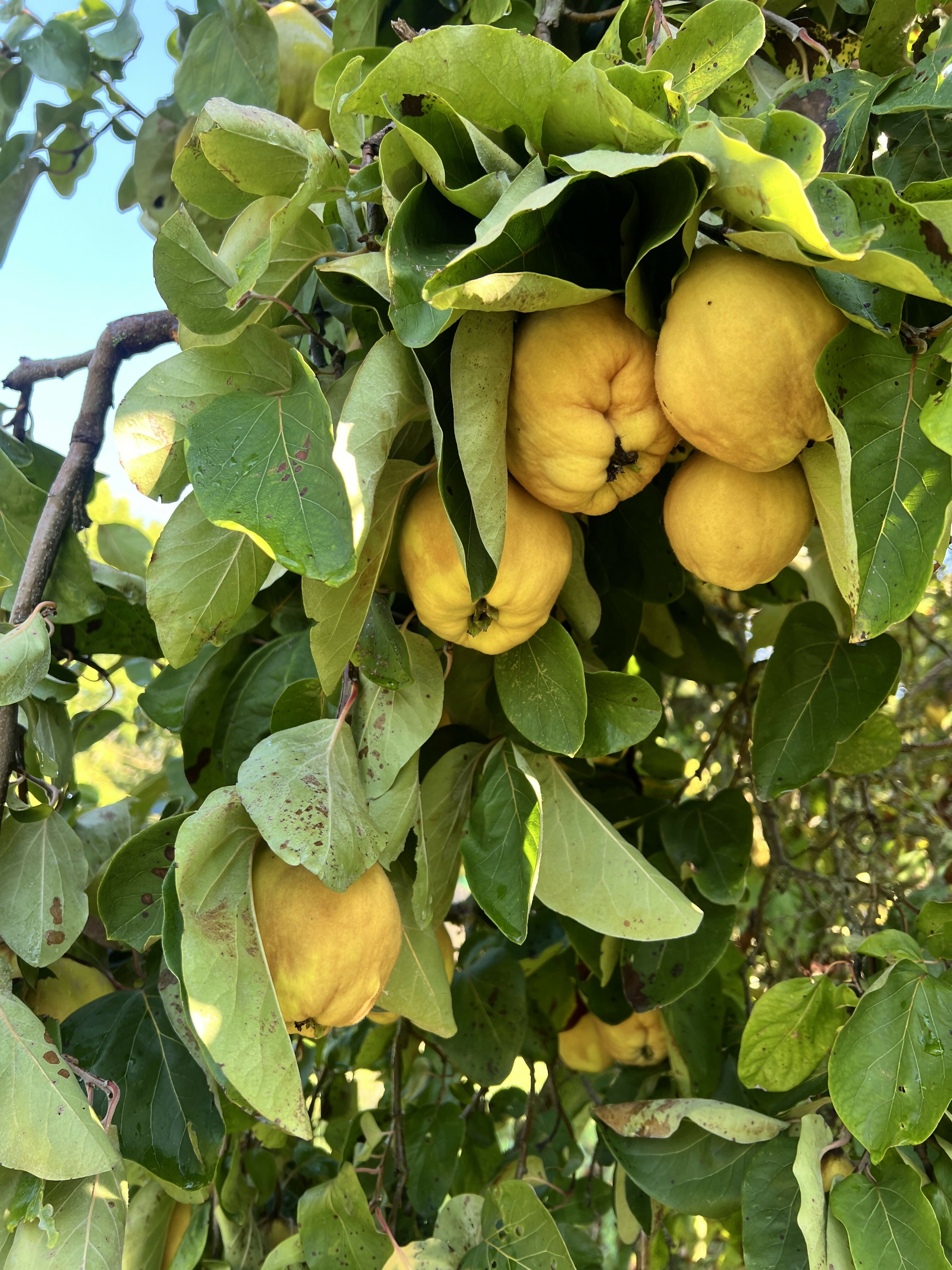 Agathes Quitten-Brotaufstrich 400 ml