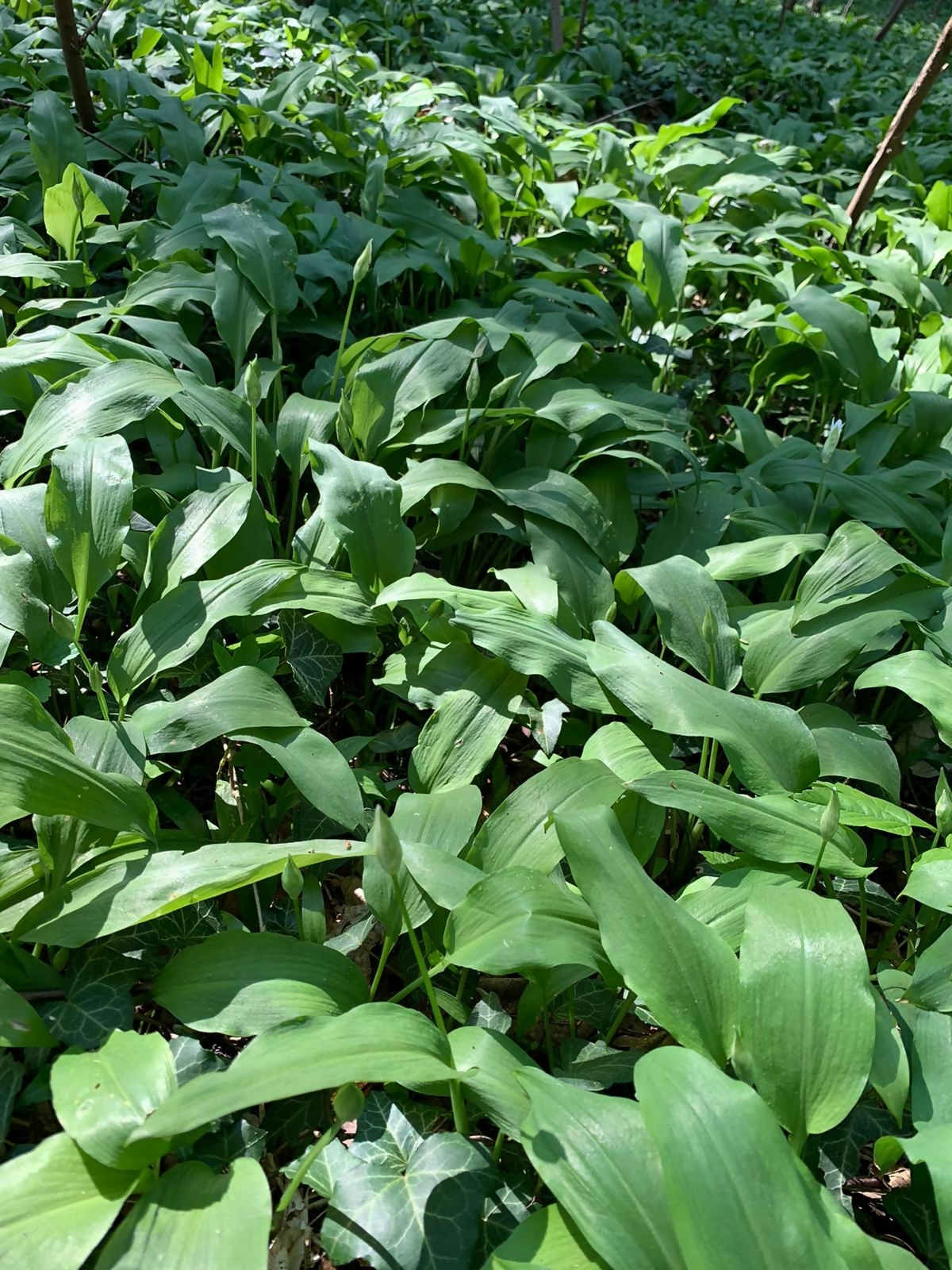 Agathes Bärlauchsenf 200 ml