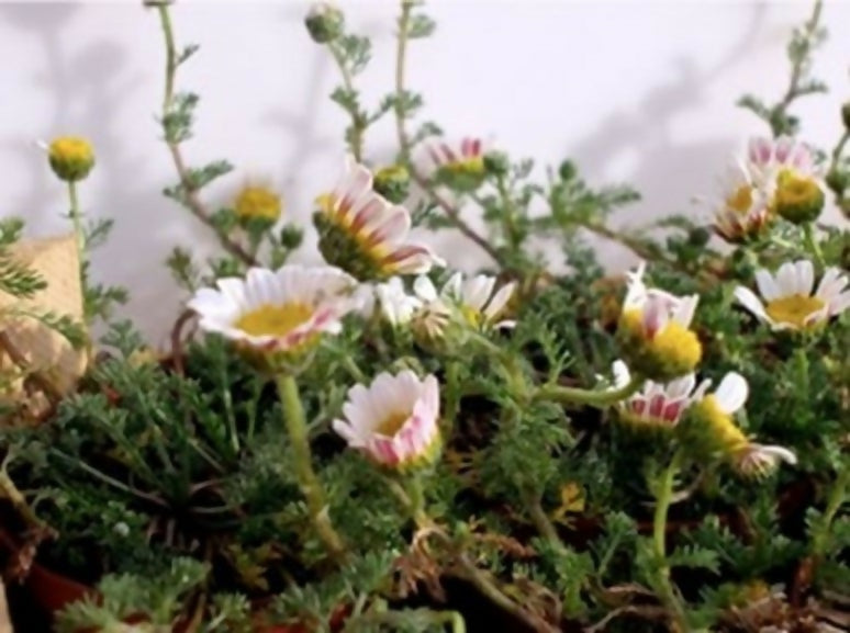 Bertram (Hildegard von Bingen)