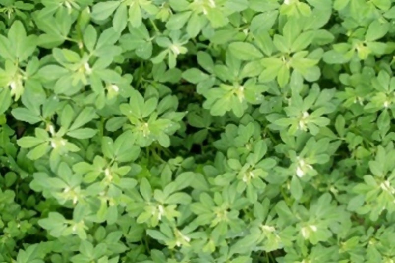 Griechenklee (Hildegard von Bingen)