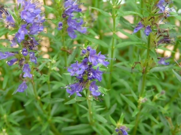 Ysop (Hildegard von Bingen)