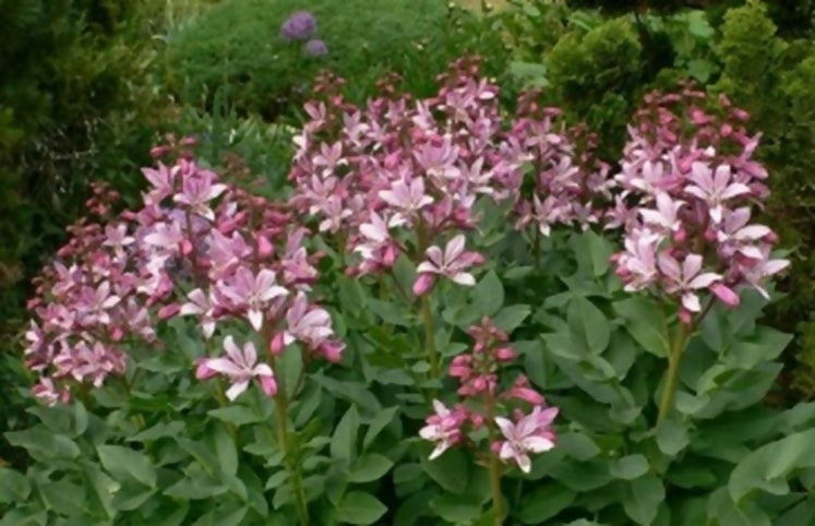 Diptam (Hildegard von Bingen)